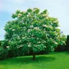 Catalpa bignonioides, Trompetenbaum, 40–60 cm, ca. 12 cm Produktbild-Vorschau 13