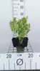 6 x  Dictamnus alb. 'Albiflorus' - Brennender Busch - Topf Produktbild-Vorschau 2
