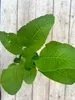 Enseleits Meerrettich Pflanze, frische Kräuter Pflanze aus Produktbild-Vorschau 3