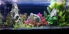 Pierres décoratives pour aquarium, ardoise naturelle, 5 kg Voir les images du produit 9