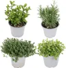 Assortiment d'herbes aromatiques pour le jardin, 4 plantes, Voir les images du produit 1
