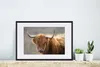 MuchoWow® Gerahmtes Poster Schottischer Highlander - Hörner Produktbild-Vorschau 4