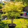 Érable du Japon - Acer palmatum 'Orange Dream' - Hauteur Voir les images du produit 5