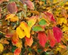 Parrotia persica, Eisenholzbaum, 60–80 cm, leuchtend rote Produktbild-Vorschau 2