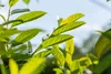 Prunus laurocerasus 'Novita', Kirschlorbeer, immergrün, Produktbild-Vorschau 4