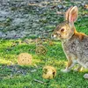 9 Stück Kaubälle, Kleintiere Kauspielzeug, Grasspielzeug Produktbild-Vorschau 6