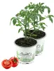 Enseleits 2er Set Tomatenpflanze Harzfeuer F1, Tomaten Produktbild-Vorschau 1