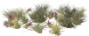 Oplątwa - 24 szt - Tillandsia - Wysokość 5-15cm - ⌀5cm Podgląd zdjęcia produktu 1