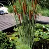 Bloomique - Lot de 3 - Typha Latifolia - Grand Massette - Voir les images du produit 1