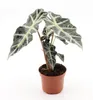 Zimmerpflanzen Set 4er: Alocasia Polly, Bogenhanf, Produktbild-Vorschau 4