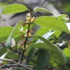 Bornejský kaučukovník (Willughbeia coriacea)  – 1 vyklíčené Náhľad obrázku produktu 1
