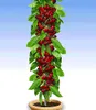 BALDUR Garten Säulenobst-Duo Birne & Kirsche, 2 Pflanzen Produktbild-Vorschau 2