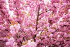 Prunus serrulata 'Kanzan', Japanse sierkers, hoogte 100 cm, Productafbeelding-voorbeeld 2