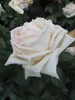 Rosa Madame Anisette ® - Edelrose Parfuma ®  Madame Produktbild-Vorschau 1