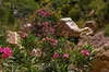 Oleander (Nerium oleander)  - 20 Samen Produktbild-Vorschau 3