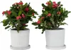 Christusdorn - 2 Stk - Euphorbia 'Milii' - Höhe 25-35cm - Produktbild-Vorschau 7