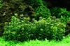 Aquarium Pflanze Rotala 'Bonsai' Tropica Nr.033E TC in Produktbild-Vorschau 1