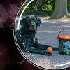 Dog Comets Meteor Shower (Seau avec 6 balles de jeu M Voir les images du produit 9