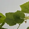 Vinná réva Einset Seedless 2L Náhled obrázku produktu 10