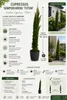 Cupressus sempervirens Totem: 100–120 cm | Kolomcipres | Productafbeelding-voorbeeld 2
