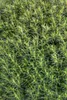 Thuja occidentalis 'Teddy', Kugel-Lebensbaum, kompakt, Produktbild-Vorschau 5