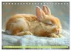Kaninchen - Liebenswerte Fellbällchen (Tischkalender 2027 Produktbild-Vorschau 4