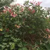 2 x Geißblatt American Beauty (Lonicera): 2-er set Produktbild-Vorschau 4