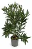 Oleander Semplice Rosa, 120–140 cm – Rosier fleuri de type Voir les images du produit 4