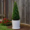 Houx crenelé - Ilex crenata 'Jenny' - Hauteur 55-65cm - Voir les images du produit 5