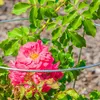 KADAX Supporto per fiori e piante, 90 cm, anello da Anteprima dell’immagine prodotto 5