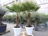 XXL Palme 230 cm | Stamm 80 cm | Trachycarpus fortunei Produktbild-Vorschau 5