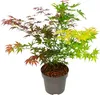 A potted Japanese Maple tree with leaves in various stages of color change, from red to green to yellow. Produktbild-Vorschau