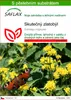 SAFLAX - Skutečný zlatobýl - Solidago virgaurea - 100 Náhled obrázku produktu 1
