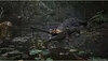 Metal Gear Solid Delta Snake Eater PS5 Spiel, Day One Produktbild-Vorschau 3