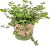 Bloomique - Callisia repens - Plante tortue - Comestible Voir les images du produit 1