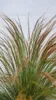 5 pezzi di delicata erba piuma Stipa tenuissima Ponytails Anteprima dell’immagine prodotto 3