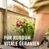 COMPO 14354 COMPO Hnojivo pro pelargonie, dávkovací láhev o Náhled obrázku produktu 9