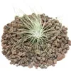 Tillandsia argentea - roslina luzna Náhľad obrázku produktu 2