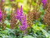 Stauden Gänge 1 x Astilbe chinensis pumila - Zwerg Produktbild-Vorschau 4