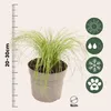 Herbe aux plumes - Set de 6 - Stipa tenuifolia 'Pony Tails' Voir les images du produit 2