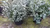 4 Stück Eucalyptus Gunni Gunnii Busch Kugel Eukalyptusbaum, Produktbild-Vorschau 6