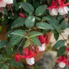 Bloomique - Zestaw 6 sztuk - Fuksja Madame Cornelissen - Podgląd zdjęcia produktu 2