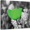 Leinwandbild grüne tulpe in einer wiese 40x40 cm Feeby grün Produktbild-Vorschau 1