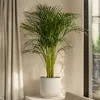 Chamedora - Chamaedorea elegans - Wysokość 50-60cm - ⌀17cm Podgląd zdjęcia produktu 4