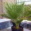 Semená palmy - Washingtonia Filifera - balenie 3 ks - Náhľad obrázku produktu 3