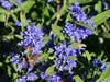 Bartblume ´KEW BLUE´ 20-30 cm, Cont. 2,5 l Produktbild-Vorschau 5