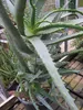 Aloe arborescens - Baum-Aloe  - 40-60cm Produktbild-Vorschau 3
