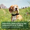 AniForte Teufelskralle Kapseln für Hunde 100 Stk - Produktbild-Vorschau 5