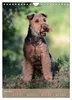 Welsh Terrier - viel Hund in kleiner Verpackung Produktbild-Vorschau 15