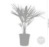 Bloomique - Trachycarpus Fortunei - Chinesische Hanfpalme - Produktbild-Vorschau 4